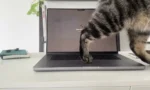 cats-lock-kedilerin-klavye-mudahalesine-akilli-cozum-tvemJSeE.webp